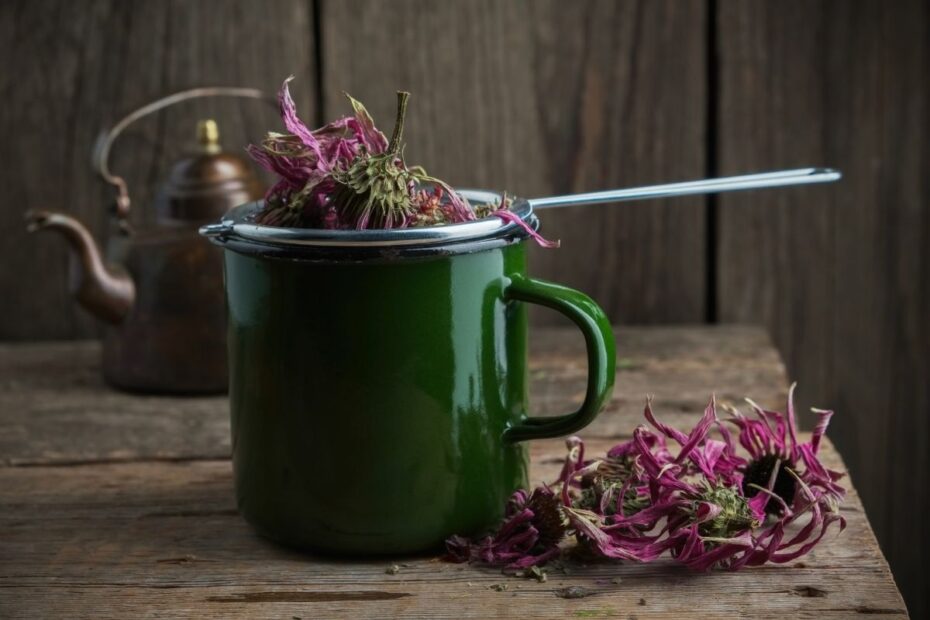 Ežiuolės arbata – pirmoji pagalba imuniteto stiprinimui peršalus