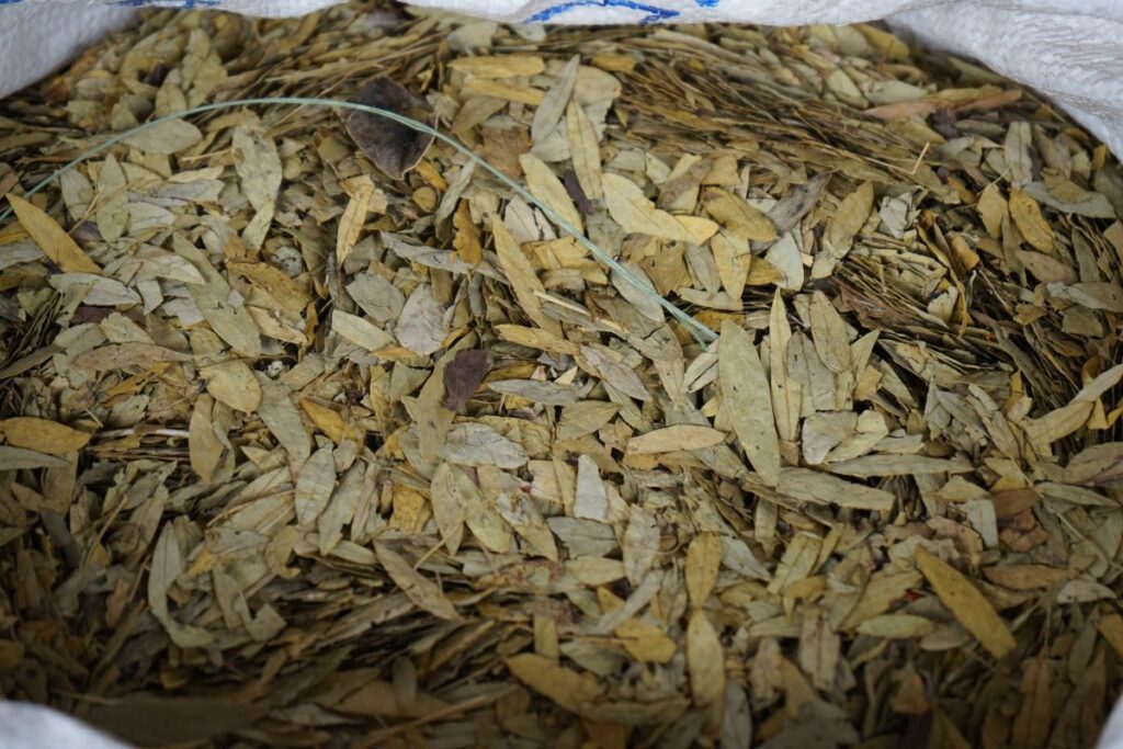 Senos lapų arbata ir jos variacijos