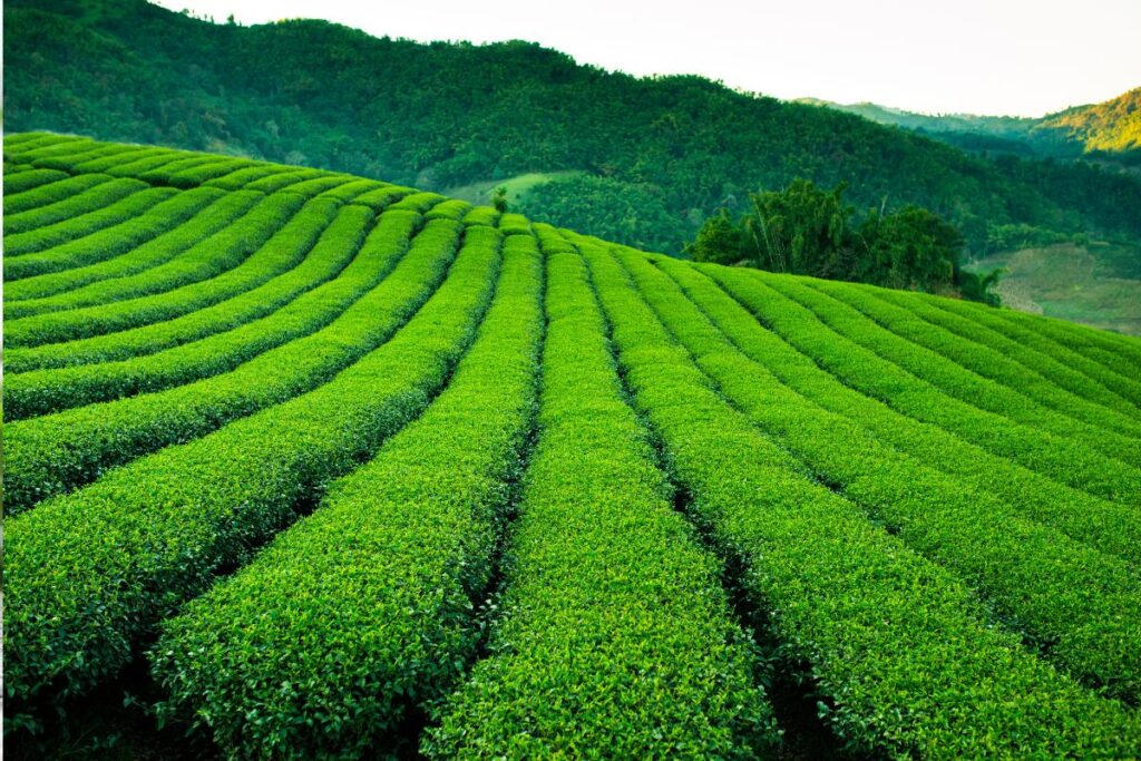 Ulongo arbatų skonių įvairovė pagal regioną