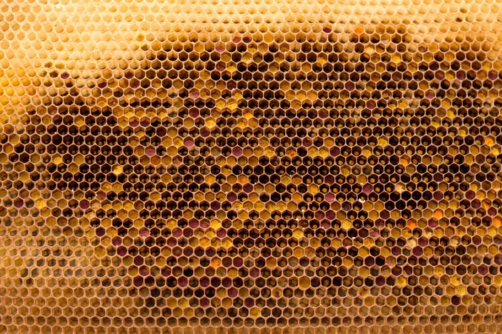 Bičių korys su bičių duonele