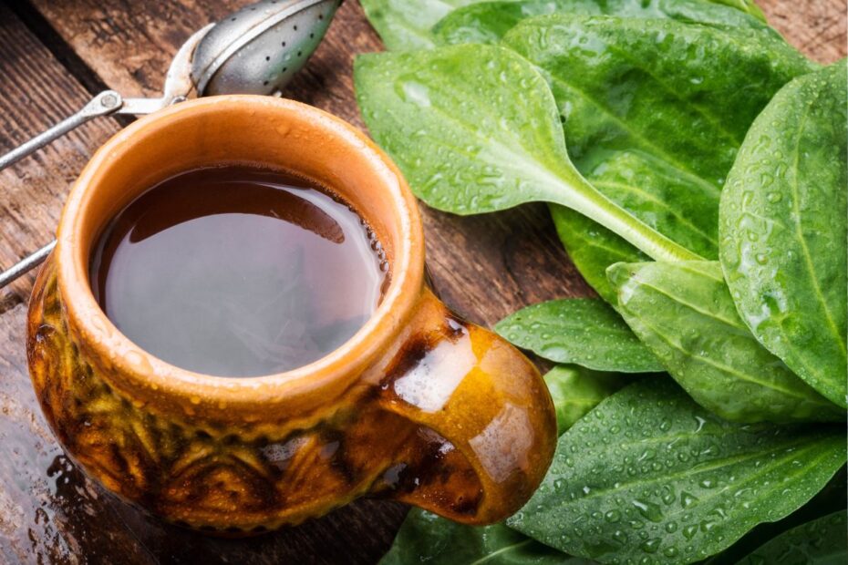 Gysločių arbata ir sultys - iš piktžolių? Trys pagrindinės naudos organizmui