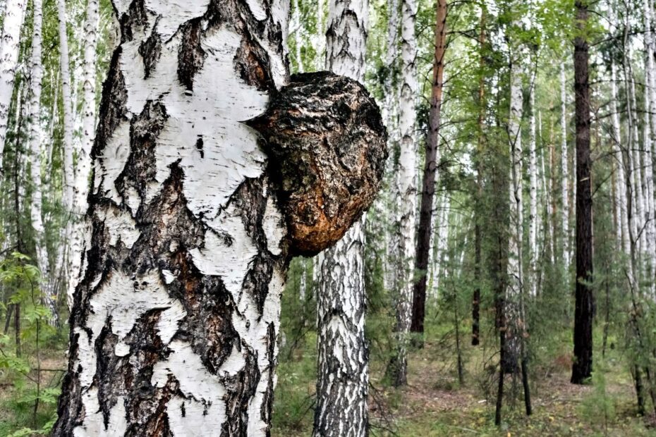 Beržo grybas - čaga - išskirtinis grybas, augantis ant medžių