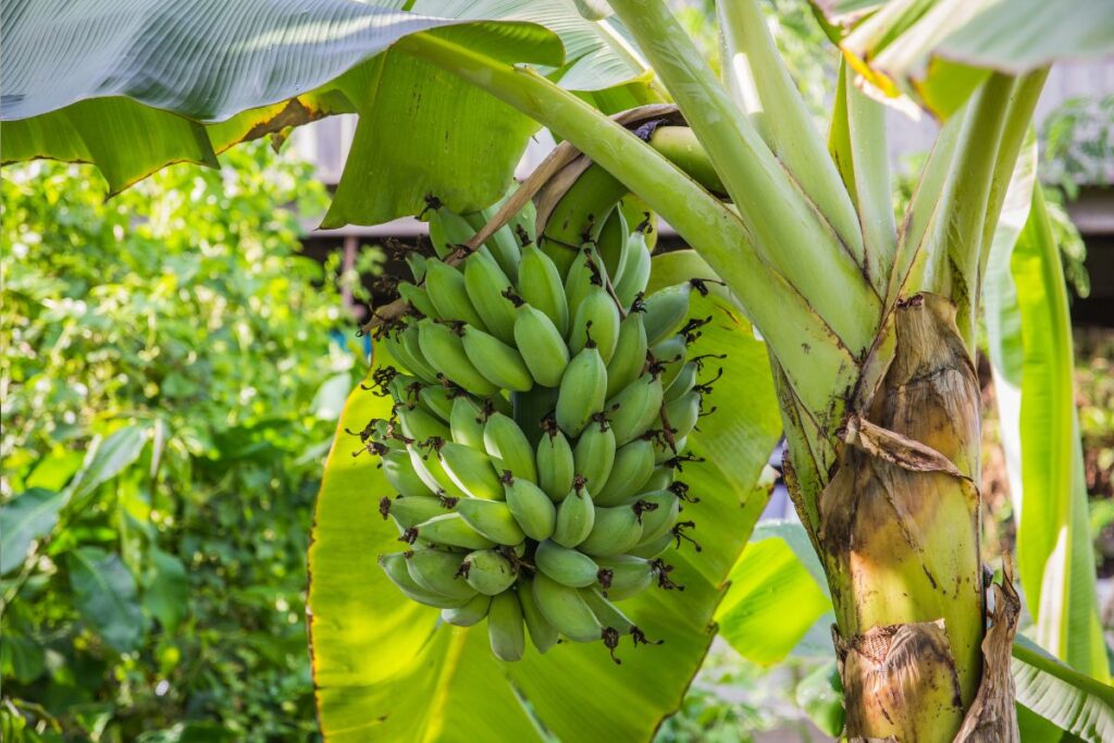 Bananų medis