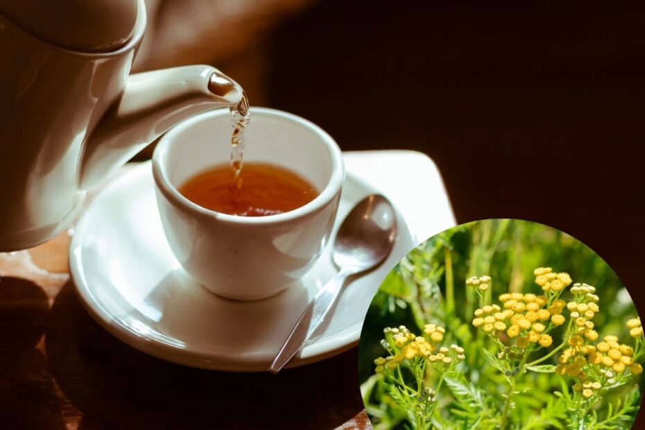 Bitkrėslės arbata: nuodinga, tačiau naudinga. Kaip ją vartoti saugiai