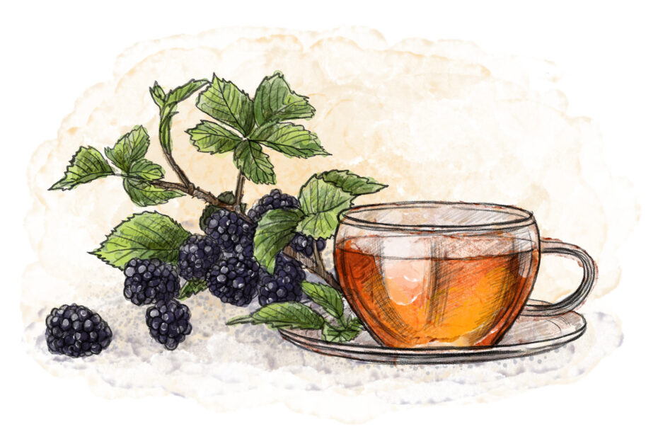 Juodųjų serbentų lapų arbata – jaunystės eliksyras. Mūsų soduose slypinti gydomoji galia