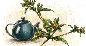 Lakišių arbata gelbsti nuo kosulio bei sergant įvairiomis odos ligomis