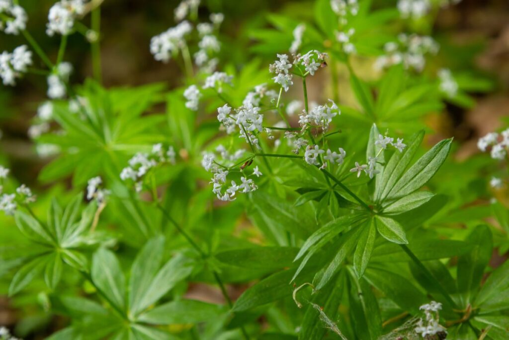 Kvapusis lipikas. Lipiko arbata