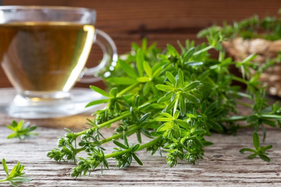 Lipiko arbata - gali padėti nuo įvairių negalavimų, net vėžio prevencijai. Ypatingi lipiko receptai sveikatai