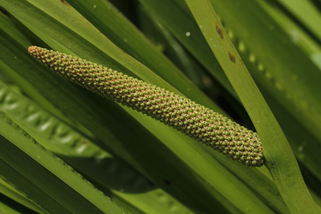 Ajeras istorijos puslapiuose