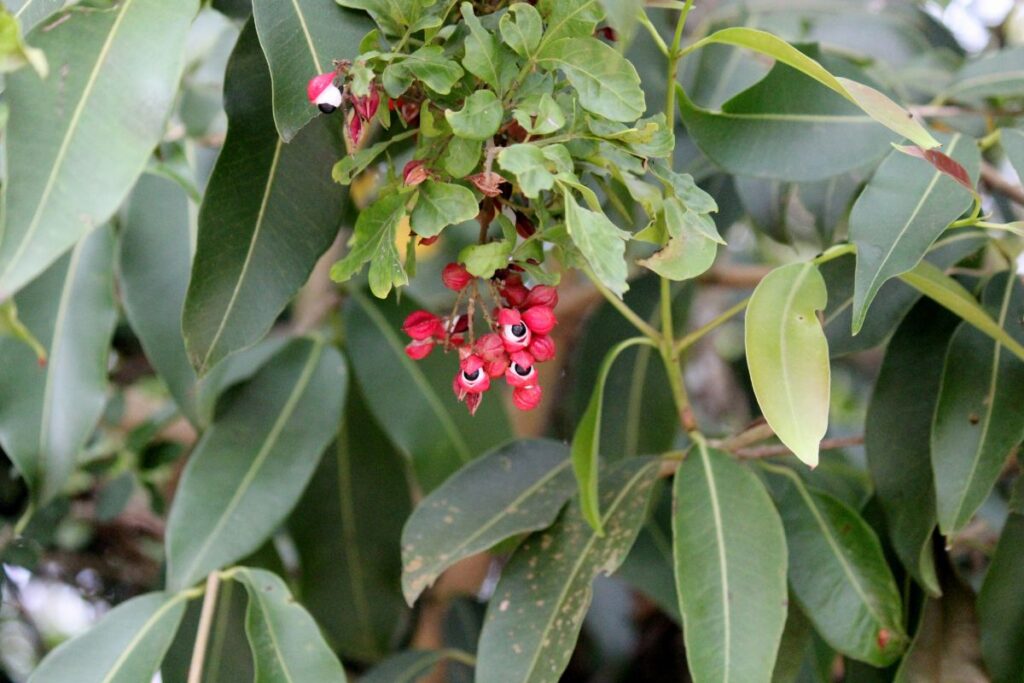 Gvaraninė paulinija. Guarana