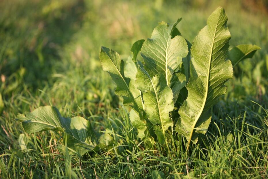 Krienų lapų arbata patiks ne visiems, tačiau nauda stulbinanti