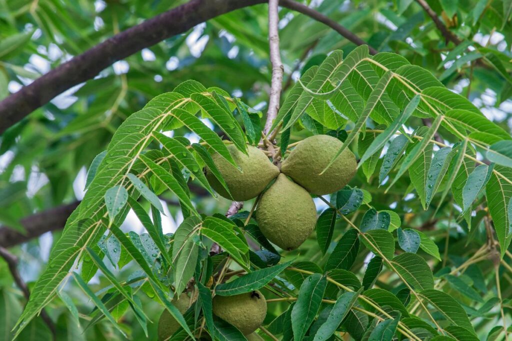 Kam netinka graikiškų riešutų lapų arbata?