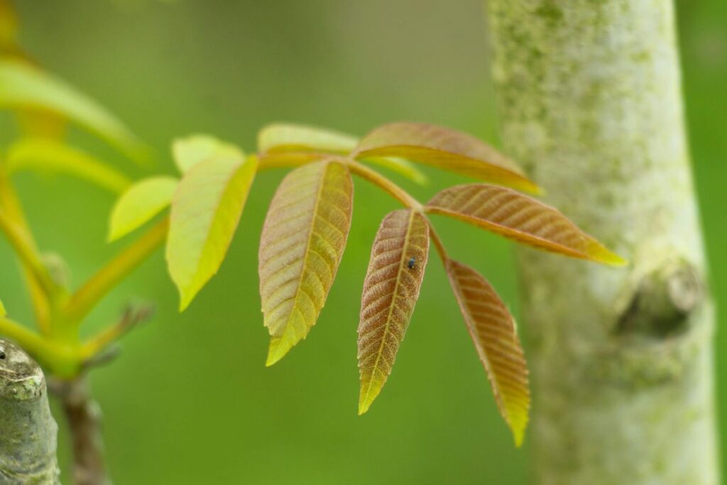 Kada ir kaip rinkti graikiškų riešutų lapus?