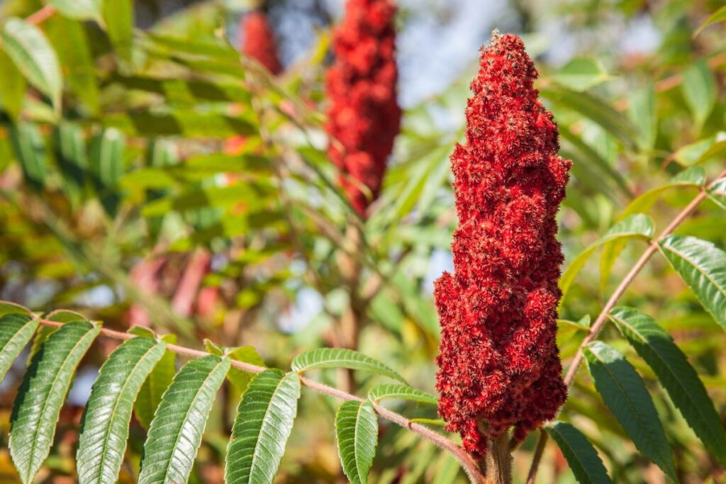 Kas yra žagrenis ir kodėl jo arbata verta dėmesio?