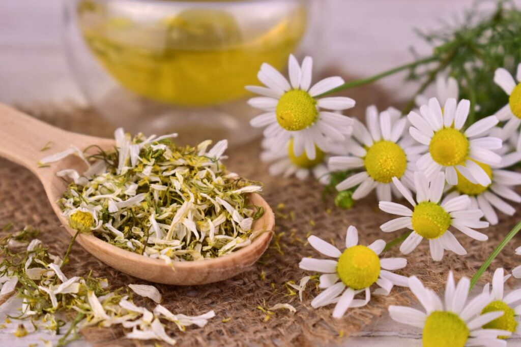 Ramunėlių arbata nuo gastrito ir skrandžio opų